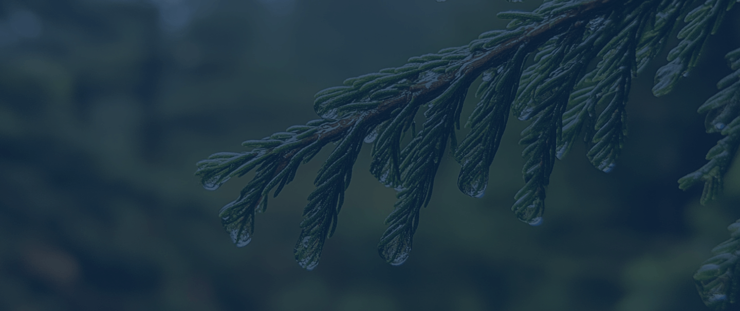 dark tree branch