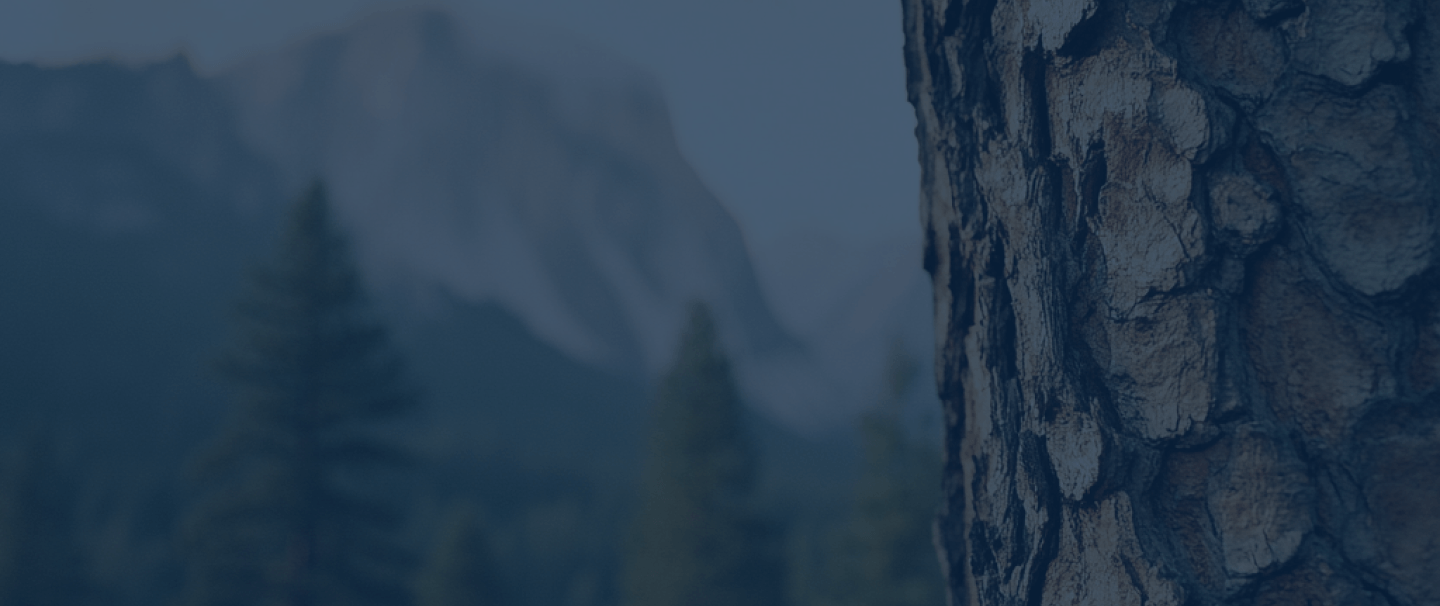 dark bark texture